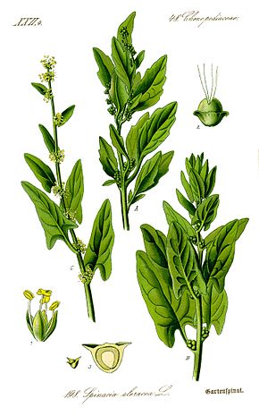 Illustration Spinacia oleracea1